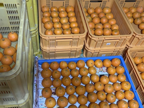 南津海　「なつみ」　約4.5kg 　ご家庭用