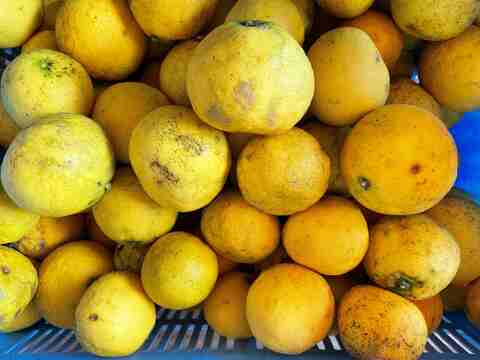 【訳あり】甘い白ワタと果肉で独自の風味を味わえるニューサマーオレンジ！ 5キロB品