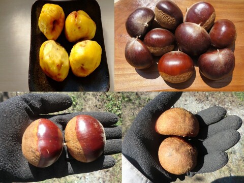 【利平栗 とにかく大きい40g以上の極大粒】希少で人気の　利平栗　農薬不使用 　900g