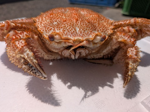 冷凍蒸し毛蟹300g前後3杯