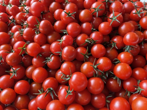 石井食品おまけ付　食卓に笑顔を　真っ赤なみにとまと 1.5kg【トマト食べ比べ】