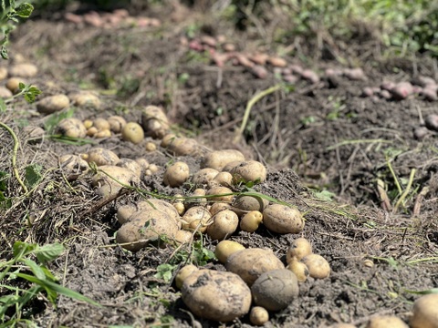 自然農 野菜セット🍀【農薬･肥料･ビニールマルチ不使用／固定種】