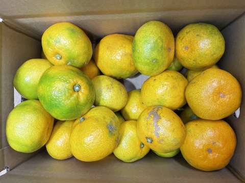 熊本県産極早生みかん　３キロ（訳あり品）