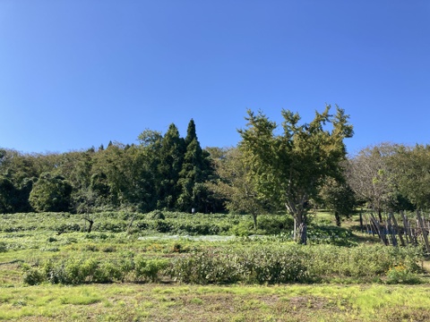 さつまいも（べにはるか）家庭用・箱込み２㎏～栽培期間中、農薬と化学肥料不使用