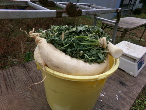 【　沢庵 　小さい樽　】沢庵5本前後、重さ5キロ以下　農薬不使用の大根をぬか、塩、砂糖少々で漬ける