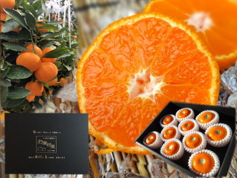 【夏ギフト】【お中元】とろける甘さのハウスみかん！果汁たっぷり！冷蔵庫でキンキンに冷やしてやみつき！ネットで話題の「蜜ツ星（みつぼし）」黒化粧箱　Ｌサイズ　秀品　１０玉入【商品番号05】「熨斗対応可」