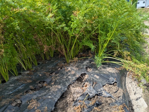 博多の夏ニンジン  2kg