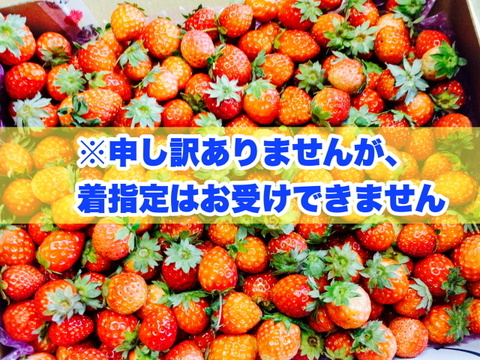 加工向けご家庭用小粒★夏秋いちご 内容量約1.2キロ