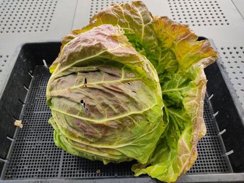 ✨農薬・化成肥料不使用の新鮮キャベツ1玉と旬のお野菜✨