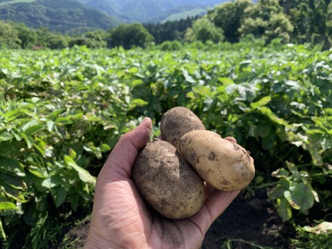 【神鍋火山が落とした宝】兵庫県但馬産新じゃがいも（メークイン）7kg（箱入）
