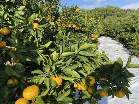 熊本県産極早生みかん　３キロ（訳あり品）