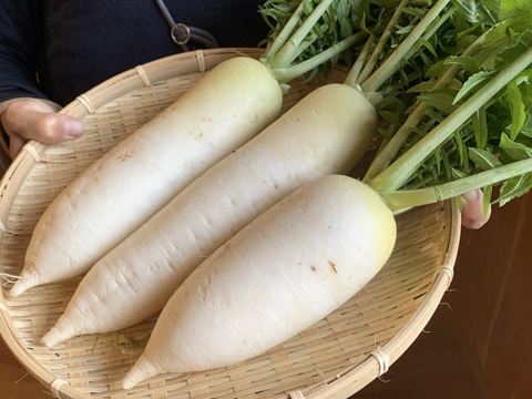 奥出雲産自然栽培源助だいこん(1kg)