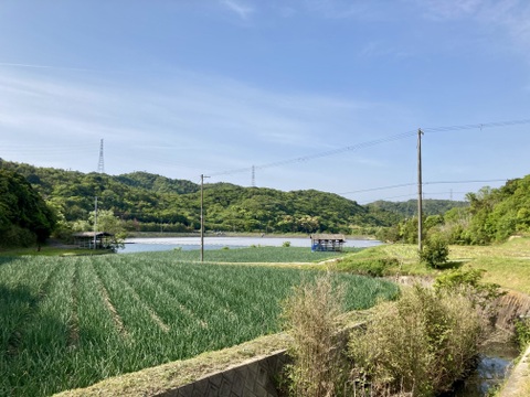 ほとんど出回らない！淡路島玉ねぎ農薬化学肥料不使用！『七宝早生』５kg