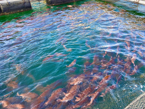 お祝いはこれで間違い無し！ジューシーで甘い！喜ばれるブランド鯛！＜３枚おろし・皮なし＞