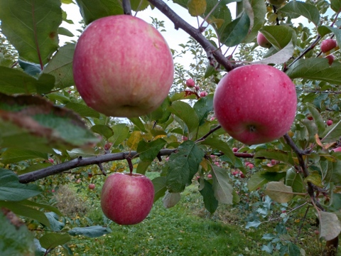 ほとばしる果汁！溢れる想い！葉取らずりんご美丘家庭用3kg