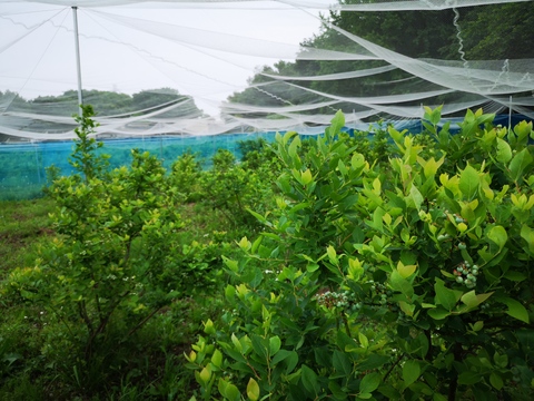 《自然栽培》　完熟ブルーベリー500g　ハイブッシュ系