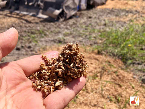 農家直送✅セレベス(赤目芋)の里芋🎁2kg M~LLサイズ(大きめの里芋❗️