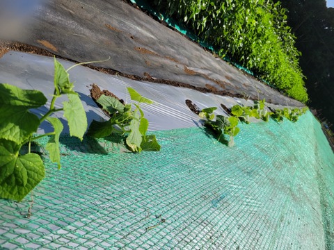 夏期限定　バターナッツかぼちゃは今だけ　箱にぎっしり野菜セット！
