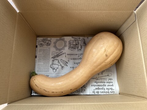 ☆有機JAS認証☆鶴首かぼちゃ約1.5㎏