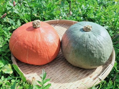 カボチャ 紅白セット(約2.5kg 2玉）べにくり＆雪化粧！【冬ギフト】