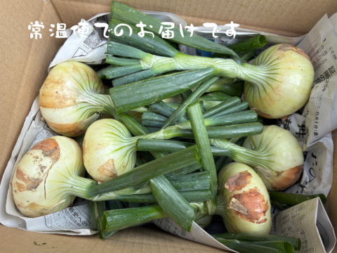 入手困難な固定種早生タマネギ！『貝塚早生』 (1.8kg)