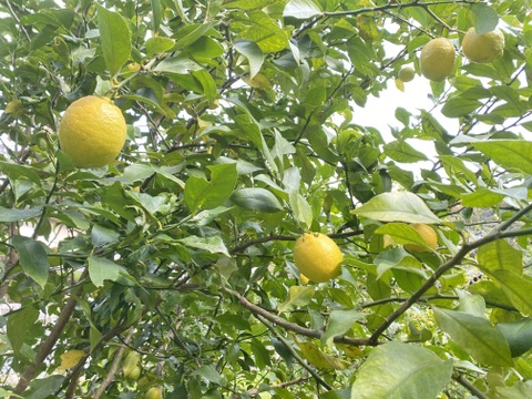 檸檬　レモン　農薬・化学肥料不使用