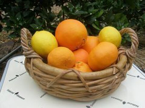 柑橘ブレンドジュースゴールド720ｍｌ瓶二本セット