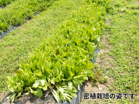 ほろ苦さたっぷり　チコリーのミックスリーフ  500g　露地土耕栽培