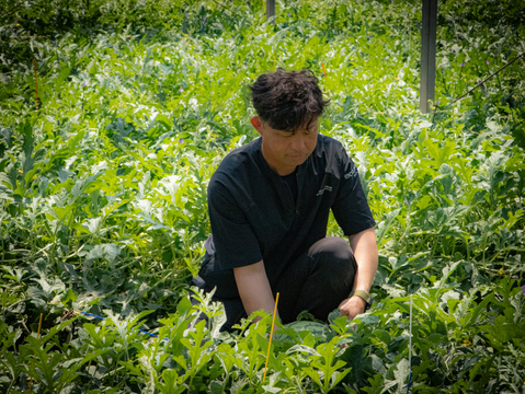 スーパーには流通しにくい『激甘うりぼースイカ』（2Lサイズ1玉入り：2人分）