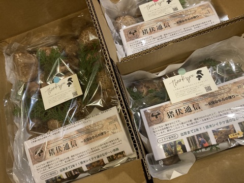 【今が旬！】肉厚の原木椎茸 約900g 生しいたけ 原木しいたけ