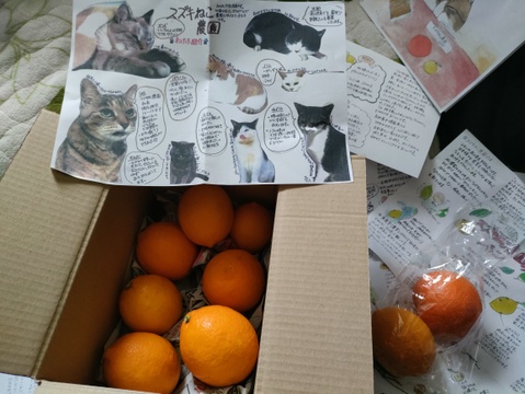 緑から色づいてきたレモンです！【農薬不使用】ねこ農園のレモン　1kg【ノーワックス】