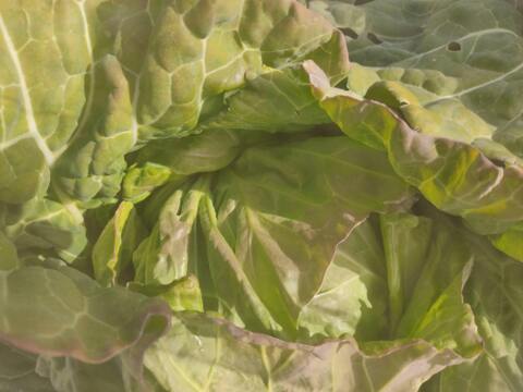 ✨農薬・化成肥料不使用✨芽キャベツ約200g＋キャベツ1玉＋スティックセニョール約400g🌱冬のあったか食卓セット😊