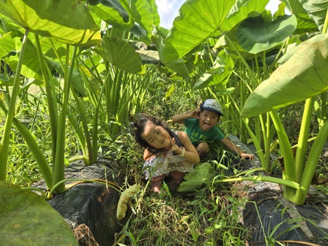 数量限定！元気いっぱい有機栽培の里芋　1kg