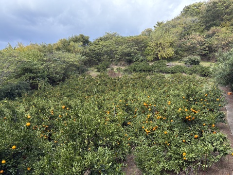 【大玉】樹上熟成！広島県産 ｢石地みかん｣ 5kg箱