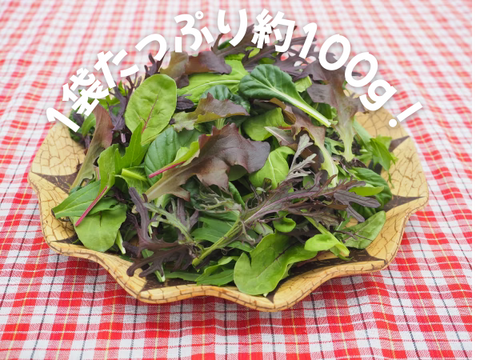 【福井県産】プロ用ベビーリーフ【100g×5袋】