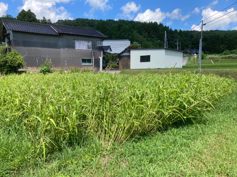 子供から大人、全ての生き物に安心を…自然栽培天日干しひきわりハトムギ【２００ｇ】