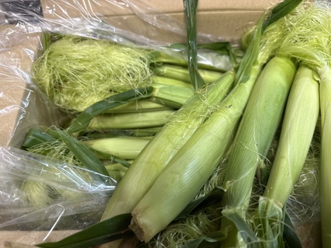 【新鮮朝採り】シャキッと甘いヤングコーン2kg(増量中！)