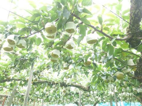 夏と秋の競演！幸水・豊水詰め合わせ約5kg