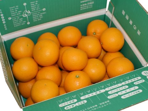 【豊作につきセール】産地直送・わけあり清見タンゴール(10㎏ )　ご自宅用　愛媛県産