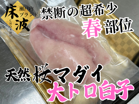 【市場にほとんど出回らない】超希少天然国産『桜真鯛大トロ白子』初登場🐟長州床波ブランド数量極少【5月上中旬予約】