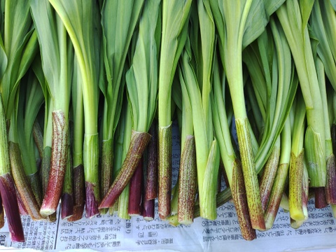 【2026年予約受付中】行者にんにく花蕾1kg　　90°に曲がった最高の状態を出荷します　幻の山菜
