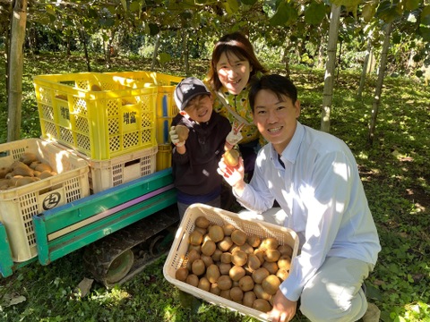 翠珠の宝石！キウイ　秀優品　1.5kg