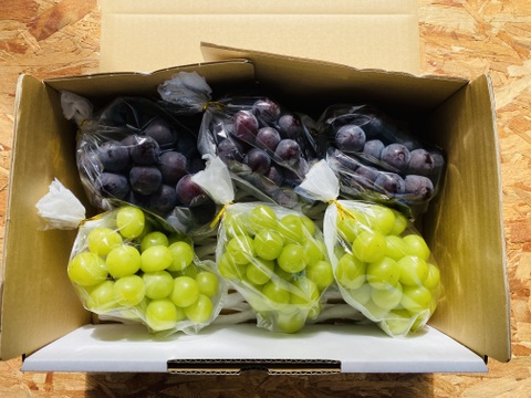 いろいろ食べられる！おまかせミックスぶどう『福島のブドウ』３kg（4〜8房）【贈答用】