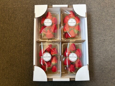 【特Aスターナイト】宮城蔵王産 いちご 250g×4P