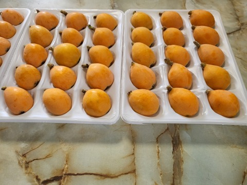 袋掛け栽培！愛知弥富びわ『茂木』12～18ヶ入り×2P　専用化粧箱入り