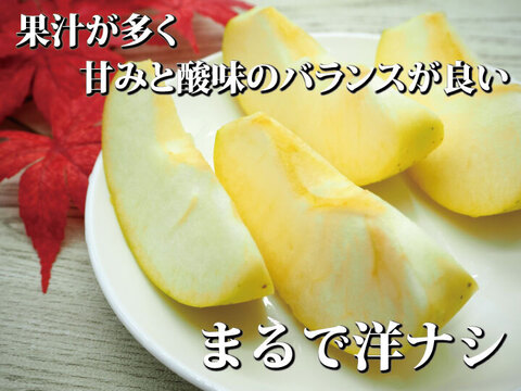 【洋梨みたいな超レアりんご】約３キロ 青森県産りんご「樹上完熟葉とらず黄王」家庭用厳選品