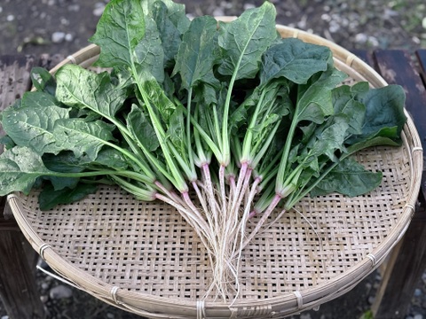 2kg｜信州産｜アクがない根付きほうれん草
