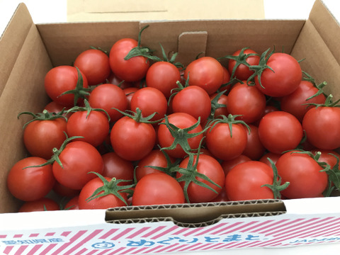 トマト好きな方におすすめのギュッと濃厚なミディトマト １kg 愛知県産 食べチョク 農家 漁師の産直ネット通販 旬の食材を生産者直送