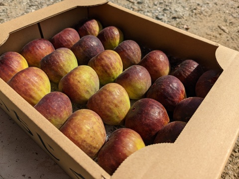 【終了間近】福岡県限定生産　糖度平均18度越え！ じぃじのいちじく・秋（とよみつひめ 約1.2kg）【18〜30個】