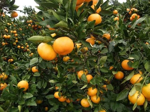 プチプチ甘～い！ひめまる甘平【訳あり・家庭用３Kg】